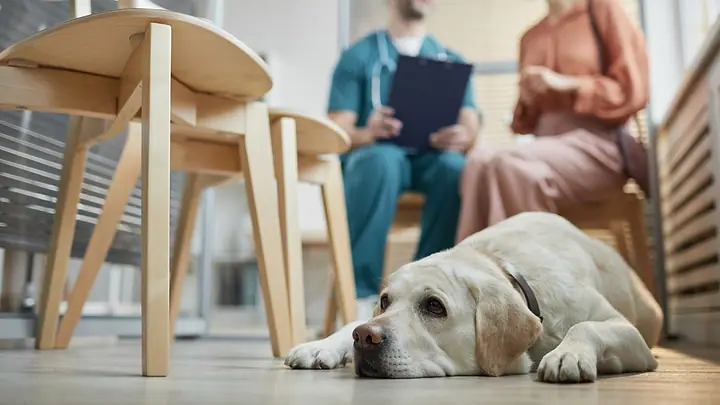 Cachorro deitado no chão da sala de espera de uma clínica veterinária, com pessoas conversando ao fundo