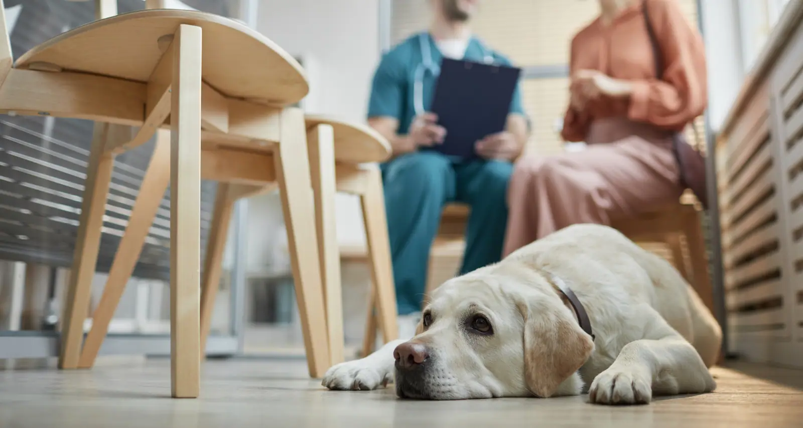 5 razões para escolher o atendimento veterinário domiciliar para seu pet