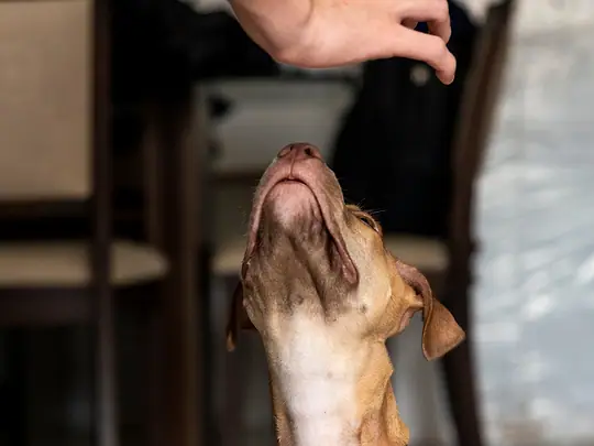 Cachorro em casa, esperando a visita da veterinária