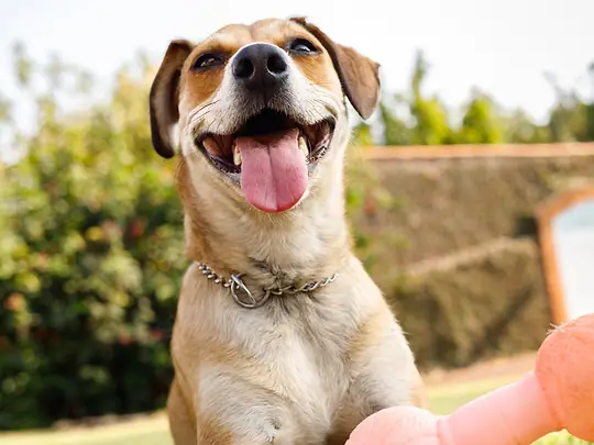 Cachorro feliz no quintal de casa