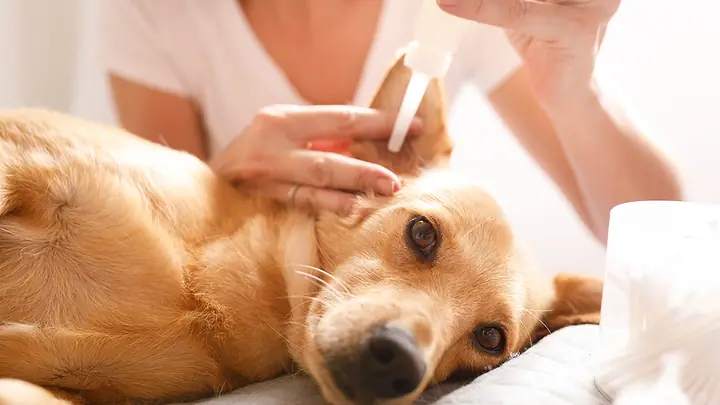 Cão caramelo deitado na cama recebendo cuidado na orelha, em casa