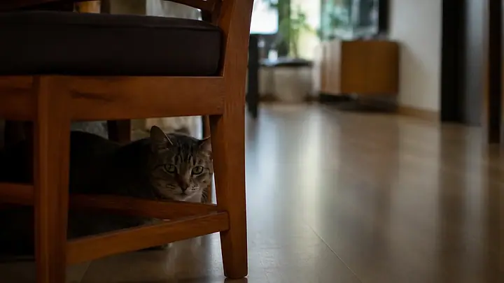 Gato recolhido na sombra embaixo de uma cadeira, olhando para a sala