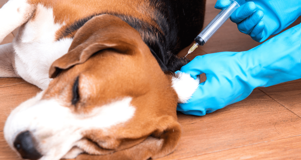 Guia Completo de Vacinação para Pets Mantenha seu Animal Saudável e Protegido